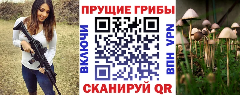 купить наркоту  Томск  Галлюциногенные грибы Psilocybe 